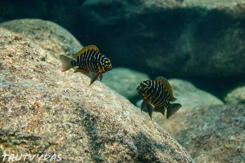 Tropheus sp. 'mpimbwe' Katondo Point